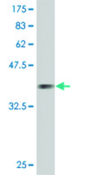 Monoclonal Anti-IF antibody produced in mouse clone 1B3, purified immunoglobulin, buffered aqueous solution