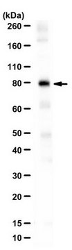 Anti-BAG3 from chicken, purified by affinity chromatography