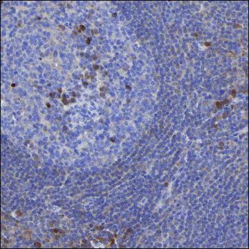 Anti-IL12A antibody produced in rabbit Prestige Antibodies&#174; Powered by Atlas Antibodies, affinity isolated antibody, buffered aqueous glycerol solution