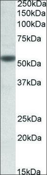 Anti-CHRNA5 antibody produced in goat affinity isolated antibody, buffered aqueous solution