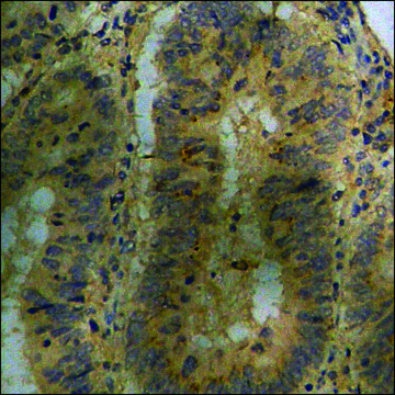 Anti-phospho-AMPK &#945; (pThr172) antibody produced in rabbit affinity isolated antibody