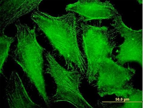 Monoclonal Anti-CDC42BPB antibody produced in mouse clone 5F12, purified immunoglobulin, buffered aqueous solution