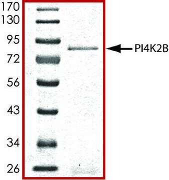 PI4K2B, active, GST tagged human PRECISIO&#174; Kinase, recombinant, expressed in baculovirus infected Sf9 cells, &#8805;70% (SDS-PAGE), buffered aqueous glycerol solution