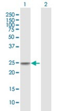 Anti-CIDEC antibody produced in mouse purified immunoglobulin, buffered aqueous solution