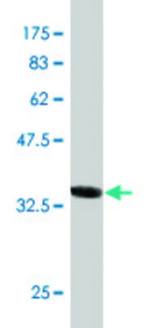 Monoclonal Anti-AKAP4, (N-terminal) antibody produced in mouse clone 4G1, purified immunoglobulin, buffered aqueous solution