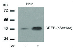 Anti-phospho-CREB1 (pSer133) antibody produced in rabbit affinity isolated antibody