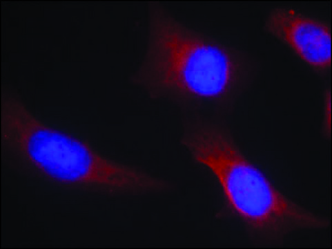 Anti-CAMK2N2 (Ab-286) antibody produced in rabbit affinity isolated antibody