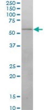 Monoclonal Anti-IRX3 antibody produced in mouse clone 3E7, purified immunoglobulin, buffered aqueous solution