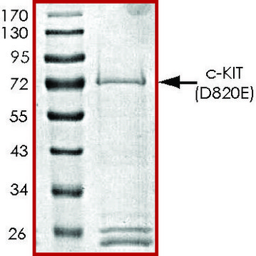 c-KIT (D820E), active, GST tagged human PRECISIO&#174;, recombinant, expressed in baculovirus infected Sf9 cells, &#8805;70% (SDS-PAGE), buffered aqueous glycerol solution