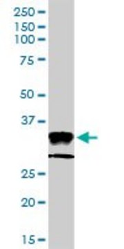 Anti-HLA-DPA1 antibody produced in rabbit purified immunoglobulin, buffered aqueous solution