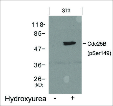 Anti-phospho-Cdc25b (pSer149) antibody produced in rabbit affinity isolated antibody