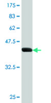 Monoclonal Anti-CEBPG antibody produced in mouse clone S2, purified immunoglobulin, buffered aqueous solution