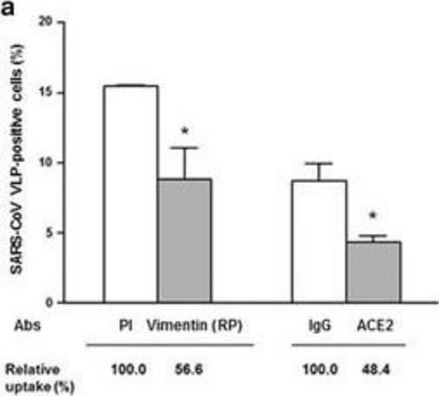 Monoclonal Anti-Vimentin antibody produced in mouse clone VIM-13.2, ascites fluid