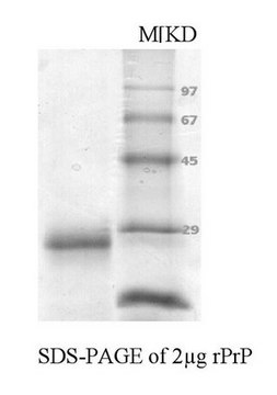 Prion Protein, recombinant