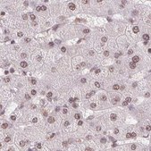 Anti-SREK1 antibody produced in rabbit Prestige Antibodies® Powered by Atlas Antibodies, affinity isolated antibody