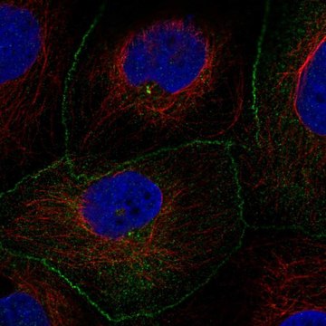 Anti-AMOTL2 antibody produced in rabbit Prestige Antibodies&#174; Powered by Atlas Antibodies, affinity isolated antibody