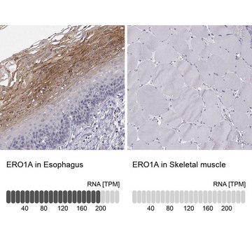 Anti-ERO1A antibody produced in rabbit Prestige Antibodies&#174; Powered by Atlas Antibodies, affinity isolated antibody, buffered aqueous glycerol solution