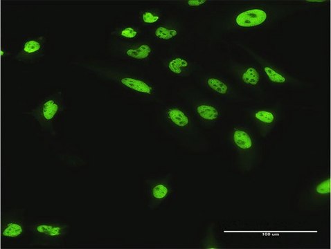 Anti-NUMA1 antibody produced in rabbit purified immunoglobulin, buffered aqueous solution