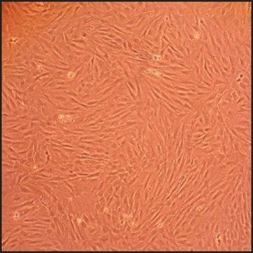 Rat Dermal Fibroblasts: RDF, neonatal