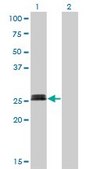 Monoclonal Anti-MYOG antibody produced in mouse clone 2B7, purified immunoglobulin, buffered aqueous solution