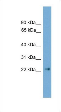 Anti-CLDN6 antibody produced in rabbit affinity isolated antibody