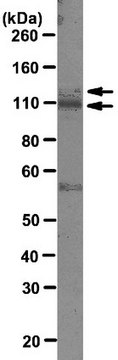 Anti-PARG Antibody, clone D8B10 clone D8B10, from mouse