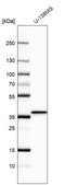 Anti-BDNF antibody produced in rabbit Prestige Antibodies® Powered by Atlas Antibodies, affinity isolated antibody