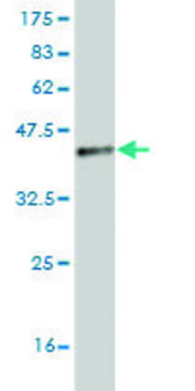 Monoclonal Anti-TLR5 antibody produced in mouse clone 4F7, purified immunoglobulin, buffered aqueous solution