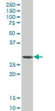 ANTI-SIX3 antibody produced in mouse clone 4H6, purified immunoglobulin, buffered aqueous solution