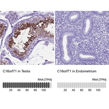 Anti-C16orf71 antibody produced in rabbit Prestige Antibodies&#174; Powered by Atlas Antibodies, affinity isolated antibody, buffered aqueous glycerol solution