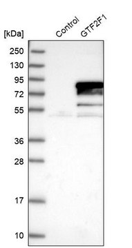 Anti-GTF2F1 antibody produced in rabbit Prestige Antibodies&#174; Powered by Atlas Antibodies, affinity isolated antibody, buffered aqueous glycerol solution