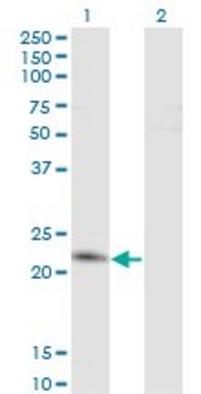 Monoclonal Anti-TWIST2 antibody produced in mouse clone 3C12, purified immunoglobulin, buffered aqueous solution