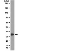 Anti-RPA2 p34 Antibody, clone RPA20 1-46 from mouse, clone RPA20, clone 1-46