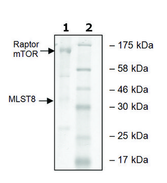 mTOR/Raptor/MLST8 human recombinant, expressed in baculovirus infected Sf9 cells, &#8805;50% (SDS-PAGE)