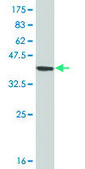 Monoclonal Anti-STYK1 antibody produced in mouse clone 3D2, purified immunoglobulin, buffered aqueous solution