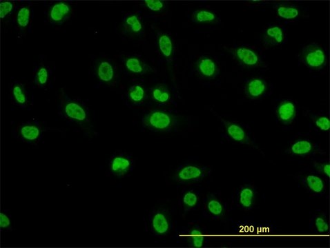 Monoclonal Anti-NFIC antibody produced in mouse clone 1D6, purified immunoglobulin, buffered aqueous solution