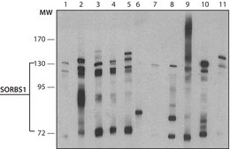 Monoclonal Anti-SORBS1 antibody produced in mouse ~1.0 mg/mL, clone SORBS-437, purified immunoglobulin