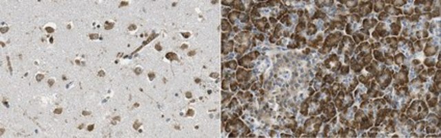 Anti-RGS2 Antibody, clone 9D9.1 clone 9D9.1, from mouse