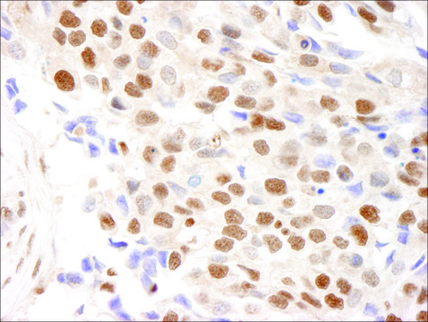 Rabbit anti-RPA32 Antibody, Affinity Purified Powered by Bethyl Laboratories, Inc.