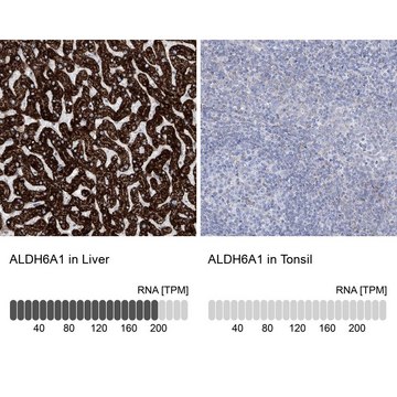 Anti-ALDH6A1 antibody produced in rabbit Prestige Antibodies&#174; Powered by Atlas Antibodies, affinity isolated antibody, buffered aqueous glycerol solution, ab3