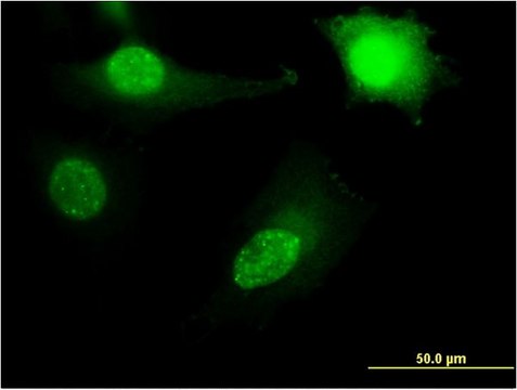 Monoclonal Anti-RPL11 antibody produced in mouse clone 2A1, purified immunoglobulin, buffered aqueous solution