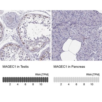 Anti-MAGEC1 antibody produced in rabbit Prestige Antibodies&#174; Powered by Atlas Antibodies, affinity isolated antibody, buffered aqueous glycerol solution