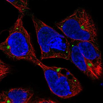 Anti-AMH antibody produced in rabbit Prestige Antibodies&#174; Powered by Atlas Antibodies, affinity isolated antibody