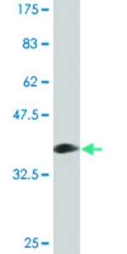 Monoclonal Anti-PLIN antibody produced in mouse clone 4G1, purified immunoglobulin, buffered aqueous solution