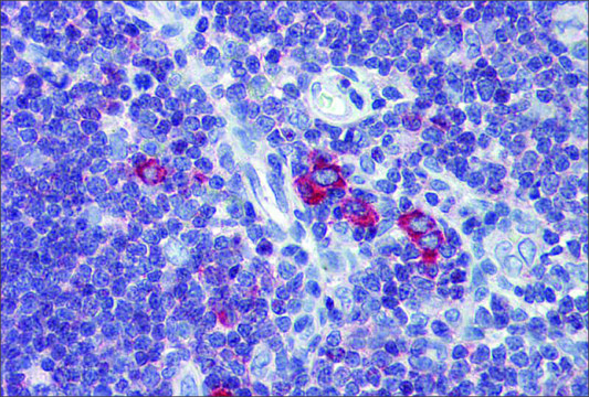 Anti-TFR2 (ab1) antibody produced in rabbit affinity isolated antibody