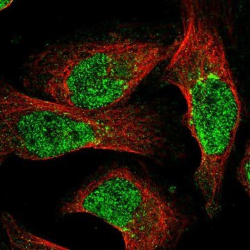 Anti-NUDT18 antibody produced in rabbit Prestige Antibodies&#174; Powered by Atlas Antibodies, affinity isolated antibody