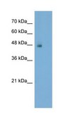 抗-SPP1 兔抗 IgG fraction of antiserum