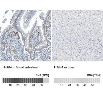 Monoclonal Anti-ITGB4 antibody produced in mouse Prestige Antibodies&#174; Powered by Atlas Antibodies, clone CL6972, purified immunoglobulin, buffered aqueous glycerol solution