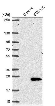 Anti-SEC11C antibody produced in rabbit Prestige Antibodies&#174; Powered by Atlas Antibodies, affinity isolated antibody, buffered aqueous glycerol solution