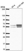 Anti-NAP1L2 antibody produced in rabbit Prestige Antibodies® Powered by Atlas Antibodies, affinity isolated antibody